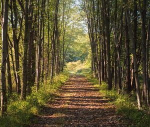 Preview wallpaper trees, path, landscape, nature