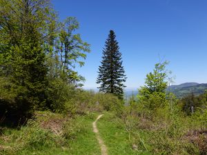 Preview wallpaper trees, path, nature, landscape