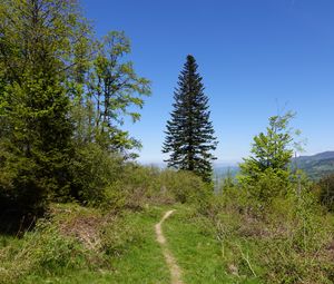 Preview wallpaper trees, path, nature, landscape