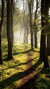 Preview wallpaper trees, path, shadows, forest