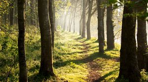 Preview wallpaper trees, path, shadows, forest