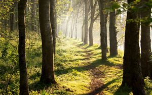 Preview wallpaper trees, path, shadows, forest