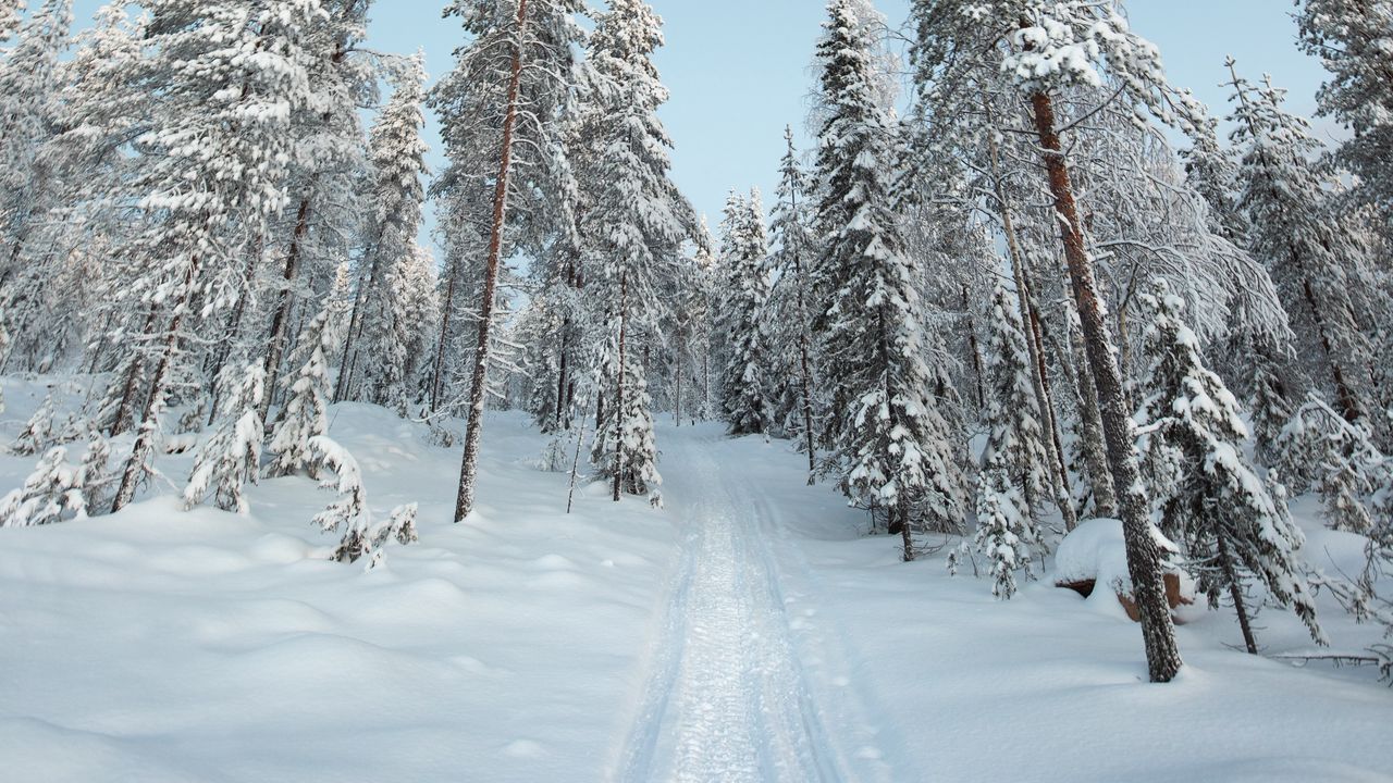 Wallpaper trees, path, snow, winter, nature