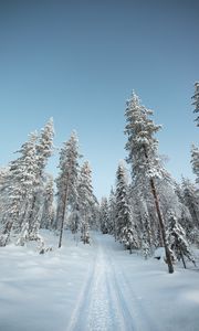 Preview wallpaper trees, path, snow, winter, nature