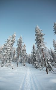 Preview wallpaper trees, path, snow, winter, nature