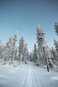 Preview wallpaper trees, path, snow, winter, nature
