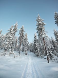 Preview wallpaper trees, path, snow, winter, nature