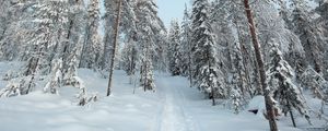 Preview wallpaper trees, path, snow, winter, nature