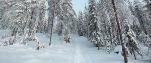 Preview wallpaper trees, path, snow, winter, nature