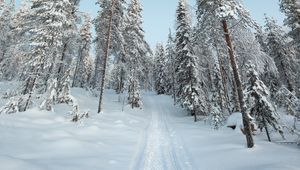 Preview wallpaper trees, path, snow, winter, nature