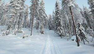 Preview wallpaper trees, path, snow, winter, nature