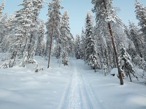 Preview wallpaper trees, path, snow, winter, nature