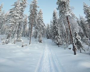 Preview wallpaper trees, path, snow, winter, nature