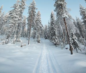 Preview wallpaper trees, path, snow, winter, nature