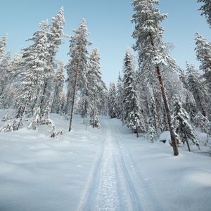 Preview wallpaper trees, path, snow, winter, nature