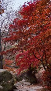 Preview wallpaper trees, path, stones, autumn, landscape