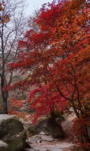 Preview wallpaper trees, path, stones, autumn, landscape