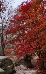 Preview wallpaper trees, path, stones, autumn, landscape