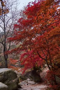 Preview wallpaper trees, path, stones, autumn, landscape