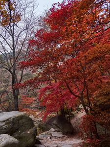 Preview wallpaper trees, path, stones, autumn, landscape