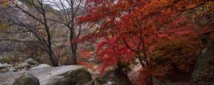 Preview wallpaper trees, path, stones, autumn, landscape