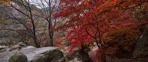 Preview wallpaper trees, path, stones, autumn, landscape