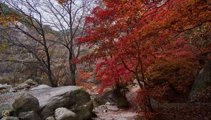 Preview wallpaper trees, path, stones, autumn, landscape