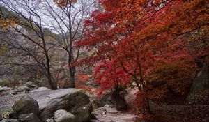 Preview wallpaper trees, path, stones, autumn, landscape