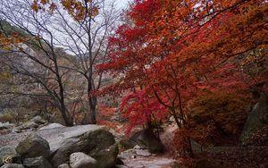 Preview wallpaper trees, path, stones, autumn, landscape