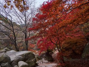 Preview wallpaper trees, path, stones, autumn, landscape