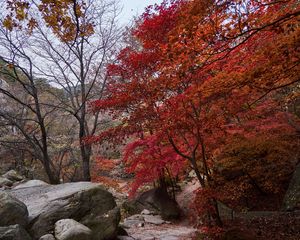 Preview wallpaper trees, path, stones, autumn, landscape