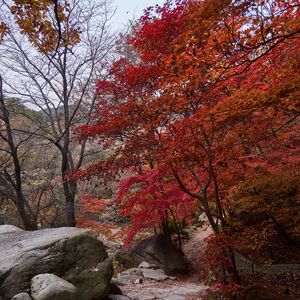 Preview wallpaper trees, path, stones, autumn, landscape