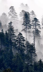 Preview wallpaper trees, pine, fog, forest, nature