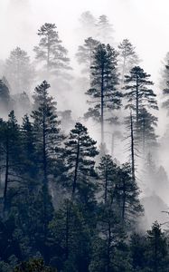 Preview wallpaper trees, pine, fog, forest, nature