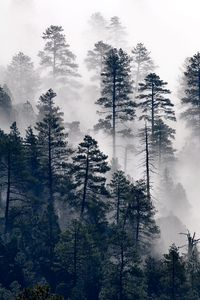 Preview wallpaper trees, pine, fog, forest, nature