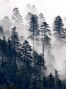 Preview wallpaper trees, pine, fog, forest, nature