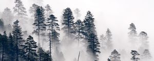 Preview wallpaper trees, pine, fog, forest, nature