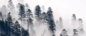 Preview wallpaper trees, pine, fog, forest, nature