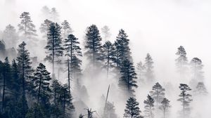 Preview wallpaper trees, pine, fog, forest, nature