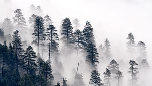 Preview wallpaper trees, pine, fog, forest, nature