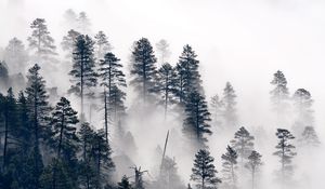 Preview wallpaper trees, pine, fog, forest, nature