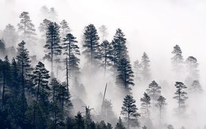 Preview wallpaper trees, pine, fog, forest, nature