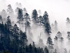 Preview wallpaper trees, pine, fog, forest, nature