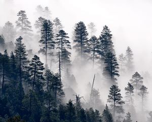 Preview wallpaper trees, pine, fog, forest, nature