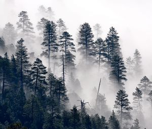 Preview wallpaper trees, pine, fog, forest, nature