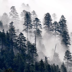 Preview wallpaper trees, pine, fog, forest, nature