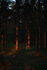 Preview wallpaper trees, pine, forest, rays