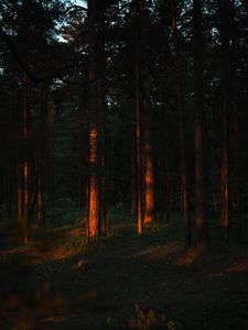 Preview wallpaper trees, pine, forest, rays