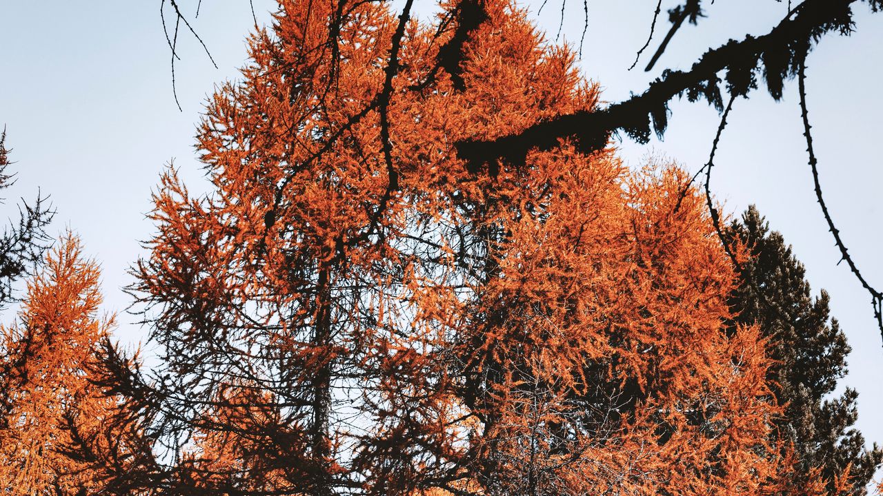 Wallpaper trees, pines, conifer, brown, nature