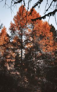 Preview wallpaper trees, pines, conifer, brown, nature